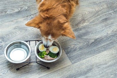 Agaricus Blazei gomba kivonat kutyák számára